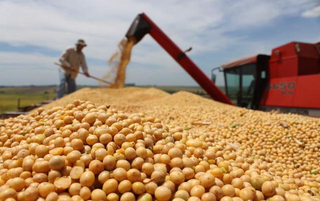 油菜籽后，加拿大豆农开始担忧!加拿大另一产品出口出现危机?