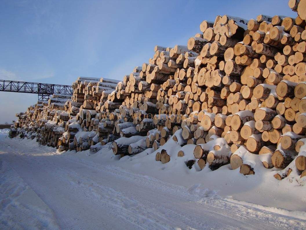 日本木材对中国出口158亿，加拿大欲“加码”？中国的选择是俄罗斯？